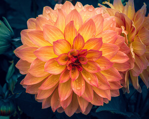 orange dahlia flower