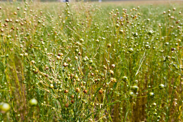 green flax ready for harvesting