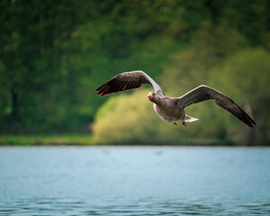 bird in flight