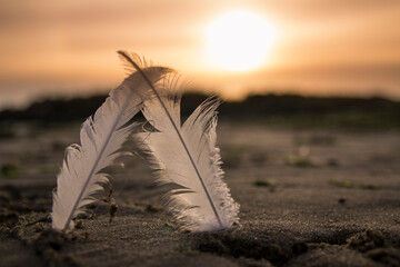 feather on the field
