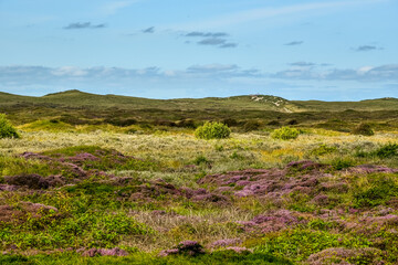 Fototapeta na wymiar Texel, the Netherlands. September 2021. Dune landscape with heather on the island of Texel.