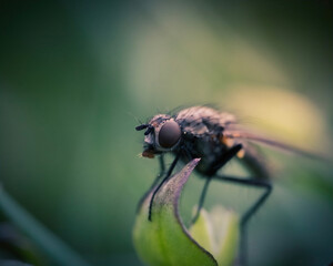 close up of a fly