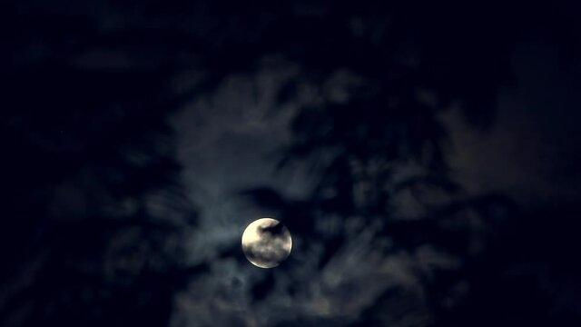 The full moon peeps through the branches of palm trees and exotic trees on the seashore. Background for video editing.