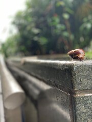Snail living in the city