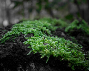 moss on tree