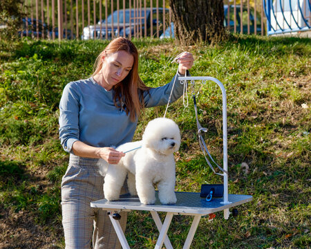 A female handler prepares a dog Bichon Frise to perform at the exhibition of the kennel club