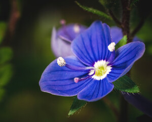 Fototapeta premium beautiful flower