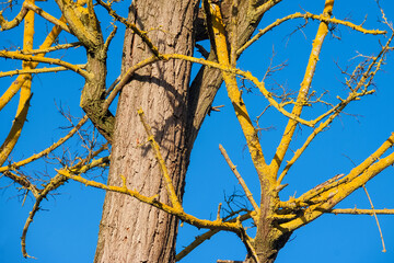 Bare tree branches with yellow lichens as winter background