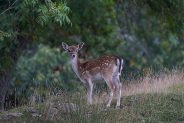 Fallow Deer fawn (Dama dama) during the annual rut in Bradgate Park, Leicestershire, England. 