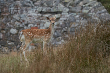 Fallow Deer fawn (Dama dama) during the annual rut in Bradgate Park, Leicestershire, England. 
