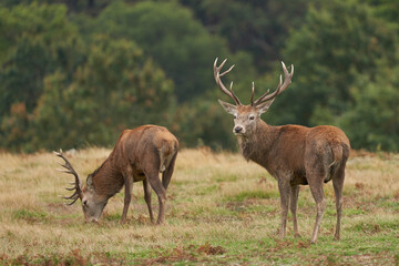 Red Deer stag (Cervus elaphus) on the periphery of a breeding group waiting for the time when it will be able to challenge a dominant stag for mating rights during the annual rut in Leicestershire.
