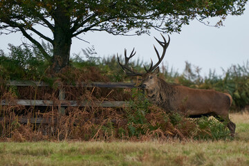 Red Deer stag (Cervus elaphus) scratching and marking a wooden fence protecting a tree during the annual rut in Bradgate Park, Leicestershire, England.