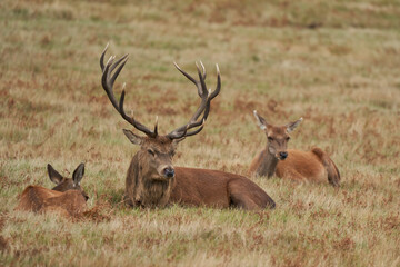Dominant Red Deer stag (Cervus elaphus) resting amongst some of the hinds in his breeding group during the annual rut in Bradgate Park, Leicestershire, England.