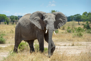 Obraz premium African Elephant (Loxodonta africana) bull walking on savanna, looking at camera, Ngorongoro conservation area, Tanzania.