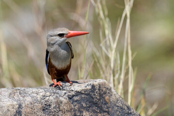 Grey-headed Kingfisher (Halcyon leucocephala) perched on rock, Serengeti national park, Tanzania.