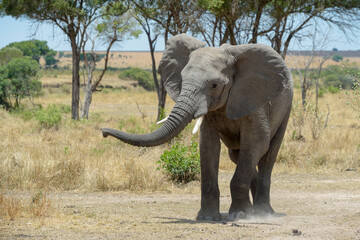 African Elephant (Loxodonta africana) bull walking on savanna, smelling for knowledge, Ngorongoro...