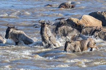 Blue wildebeest, brindled gnu (Connochaetes taurinus) herd crossing the Mara river during the great...