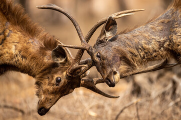 Two fully adult angry male Sambar deer in action fighting with their big long large antlers showing...