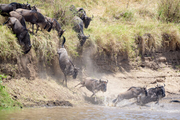 Blue wildebeest, brindled gnu (Connochaetes taurinus) herd jumping in the Mara river during the great migration, Serengeti national park, Tanzania.