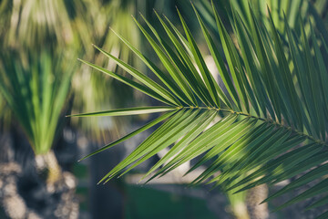 palm close-up, nature view