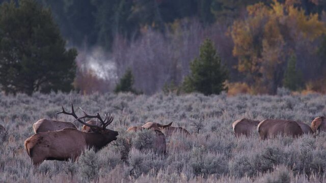 Bull Elk with his harem on cold morning in Wyoming viewing his breath in the air.