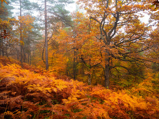 Bright yellow ferns and vivid autumn trees growing in mysterious misty forest