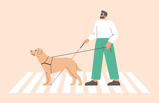 Man with a guide dog walking. Person who is visually impaired or blind crossing a street crosswalk with a cane and seeing-eye labrador. Inclusive city space. Isolated flat vector illustration
