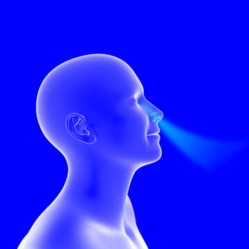 3D illustration of a person breathing comfortably through the nose, concept of relief from hay fever, sinusitis, runny nose and nasal congestion, medical healthcare advertisement