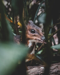 Animal with tongue out
