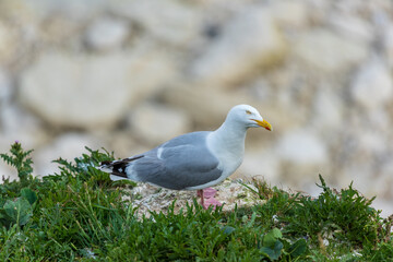 herring gull, Larus argentatus on rocks
