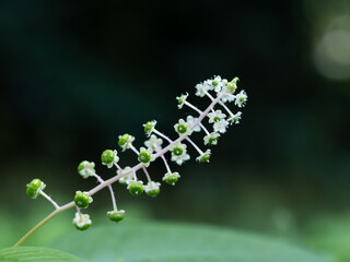 ヨウシュヤマゴボウの花