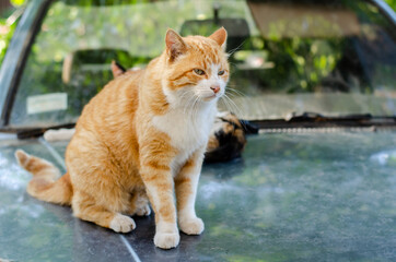 The red-haired street cat is walking. Yard abandoned pet. Stray cat. Ginger cat.