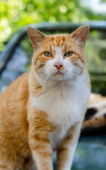 Naklejka na ściany i meble The red-haired street cat is walking. Yard abandoned pet. Stray cat. Ginger cat.
