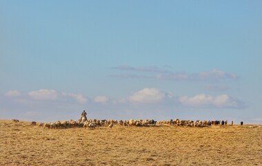 field of wheat