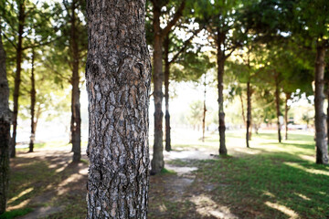 Photo of pine trees in the woods.