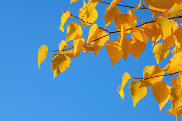 Autumn birch branch.