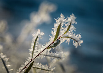 Image of frosty hoarfrost.