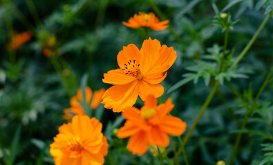 Spring flowers. Flower bed. Orange chamomile.