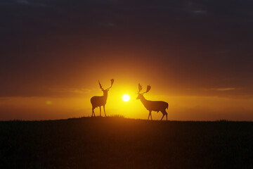 Fototapeta na wymiar Deer at sunset in an open landscape, wildlife and nature. 3D Illustration