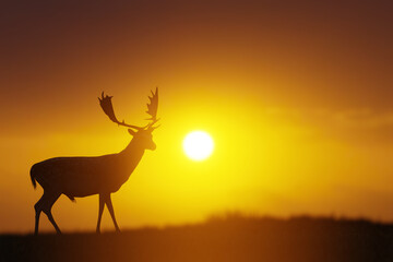 Deer at sunset in an open landscape, wildlife and nature. 3D Illustration