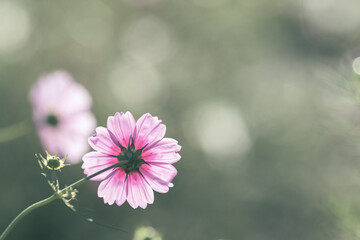 コスモスの花　佐倉ふるさと広場　コスモス畑