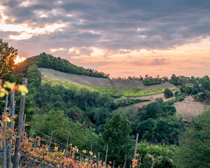 Vineyards and woods on the hills around Monteveglio, Bologna province, Emilia and Romagna, Italy. © GiorgioMorara