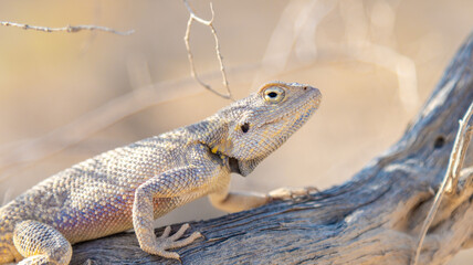Agama Savigny sits on a withered branch in the wild on a bright sunny day