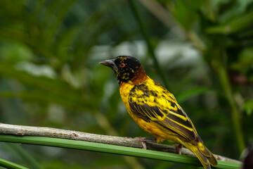 Yellow bird on a background of green foliage