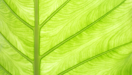 Elephant Ear leaf for background.