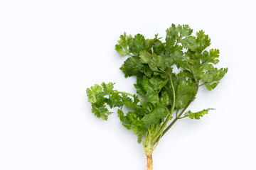 Fototapeta premium Fresh coriander leaves on white background.