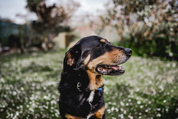 portrait of a dog