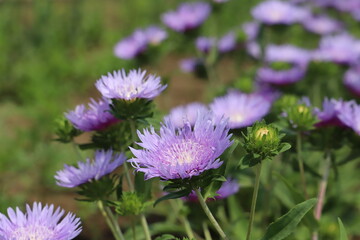 秋の公園に咲く紫色のストケシアの花