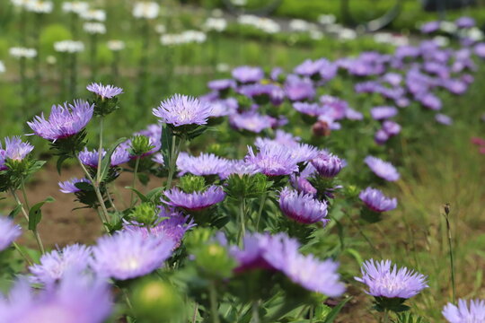 初夏の公園に咲くストケシアの紫色の花