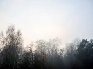 Fototapeta na wymiar Trees in the mourning mist. A hint of hope and dreams in the air!